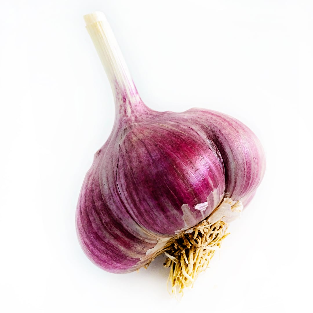 A single Russian Inferno Garlic bulb on a white background.