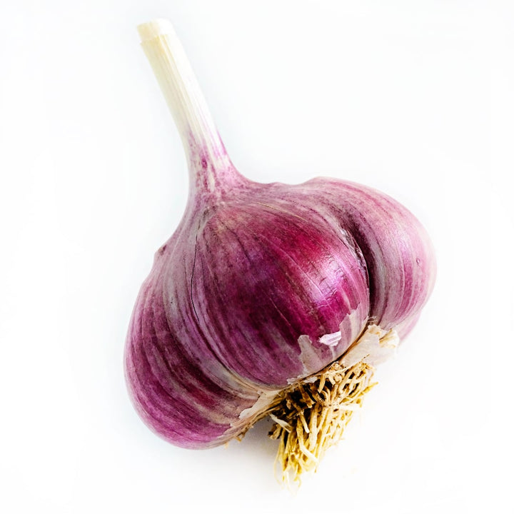 A single Russian Inferno Garlic bulb on a white background.