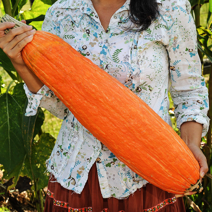 Gardener holding a Gete Okosomin or Kentucky Winter Squash in the garden at Laura Ingalls Wilder homestead.