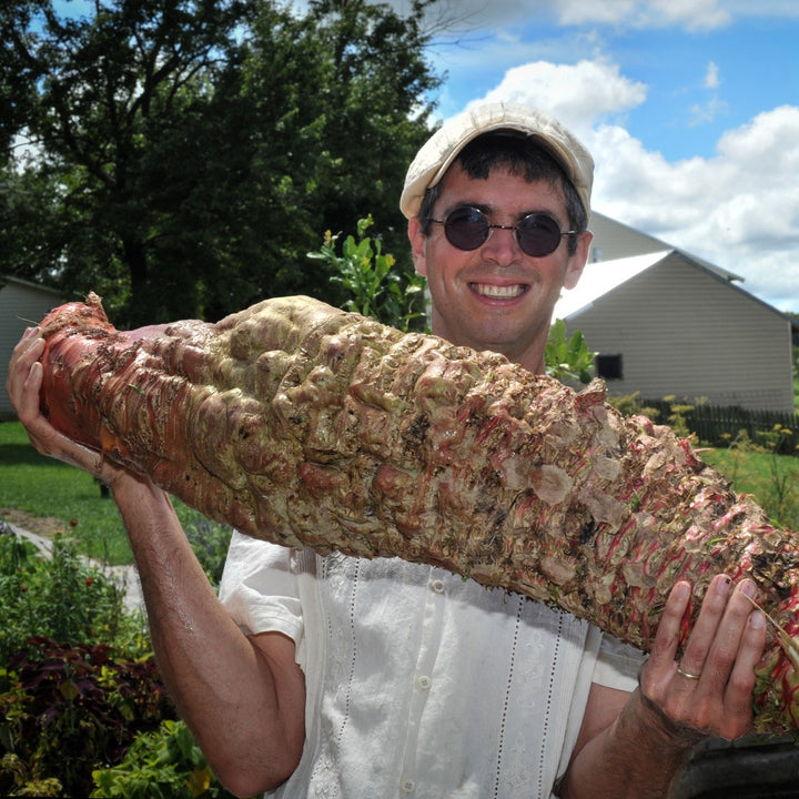 A smiling gardener holding up a giant Mammoth Red Mangel Beet in the garden.