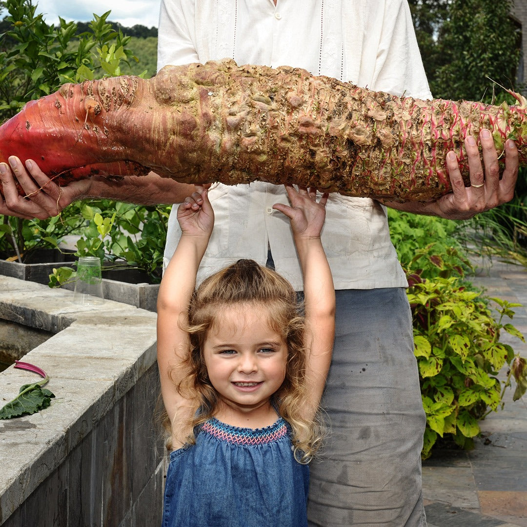 A gardener holding a Mammoth Red Mangle Beet with his daughter helping in the gardens at Baker Creek.