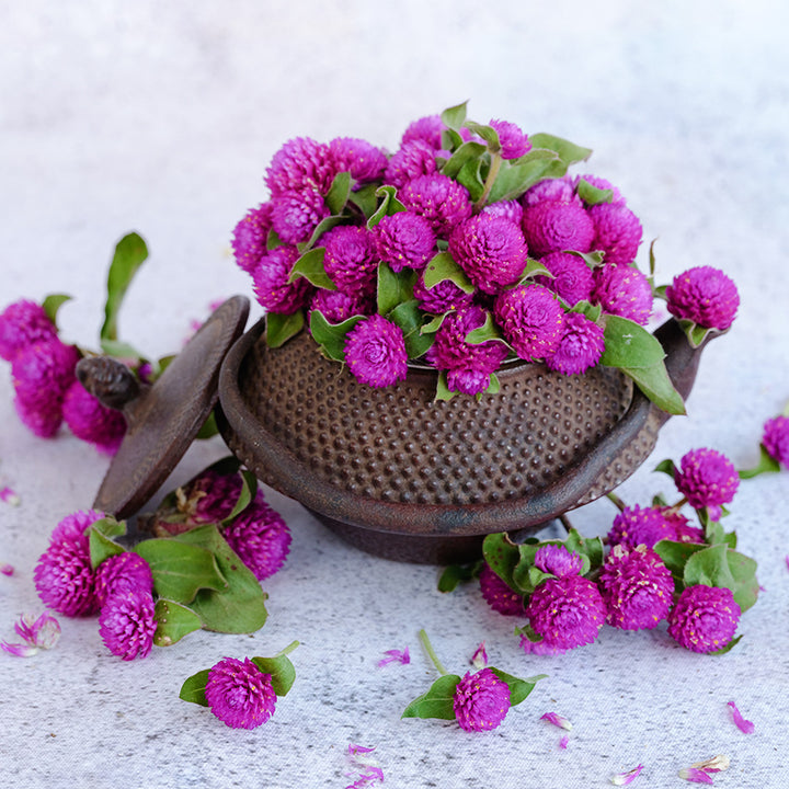 Buddy Purple Gomphrena arranged in a cast iron Japanese teapot on a light background.