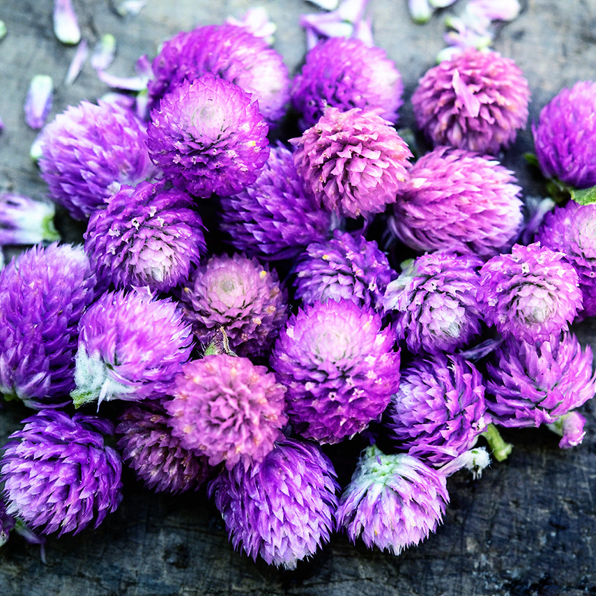 A close-up macro view of Lavender Lady Gomphrena blooms on weathered wooden background.