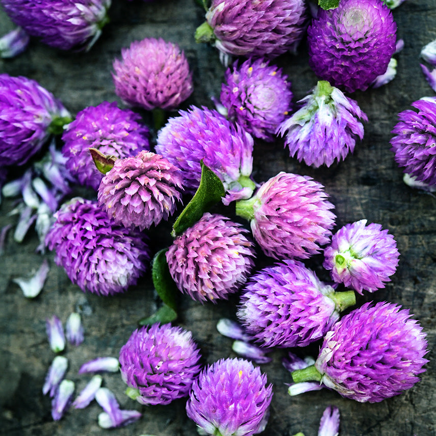 Lavender Lady Gomphrena scattered with tiny petals on a rustic wood background.
