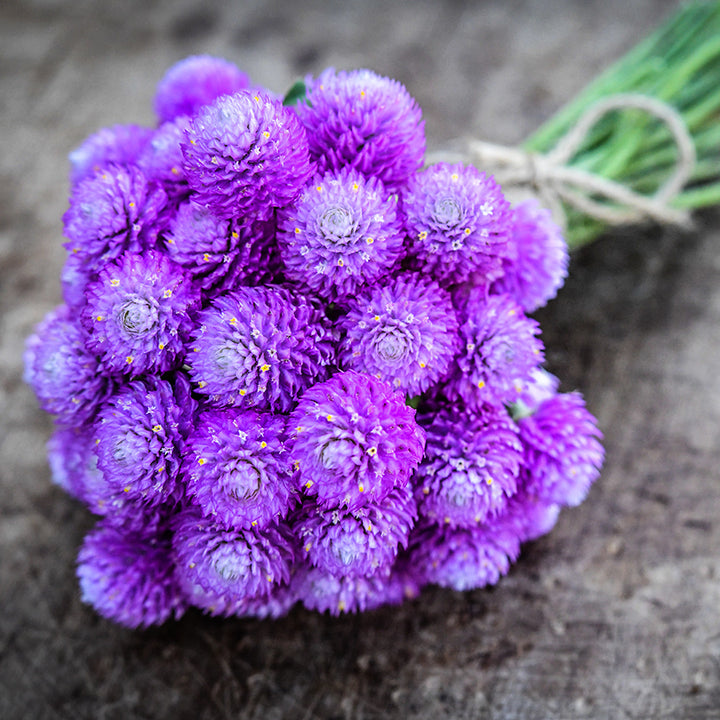 A bouquet of Lavender Lady Gomphrena flowers tied with a jute string on a wooden background.