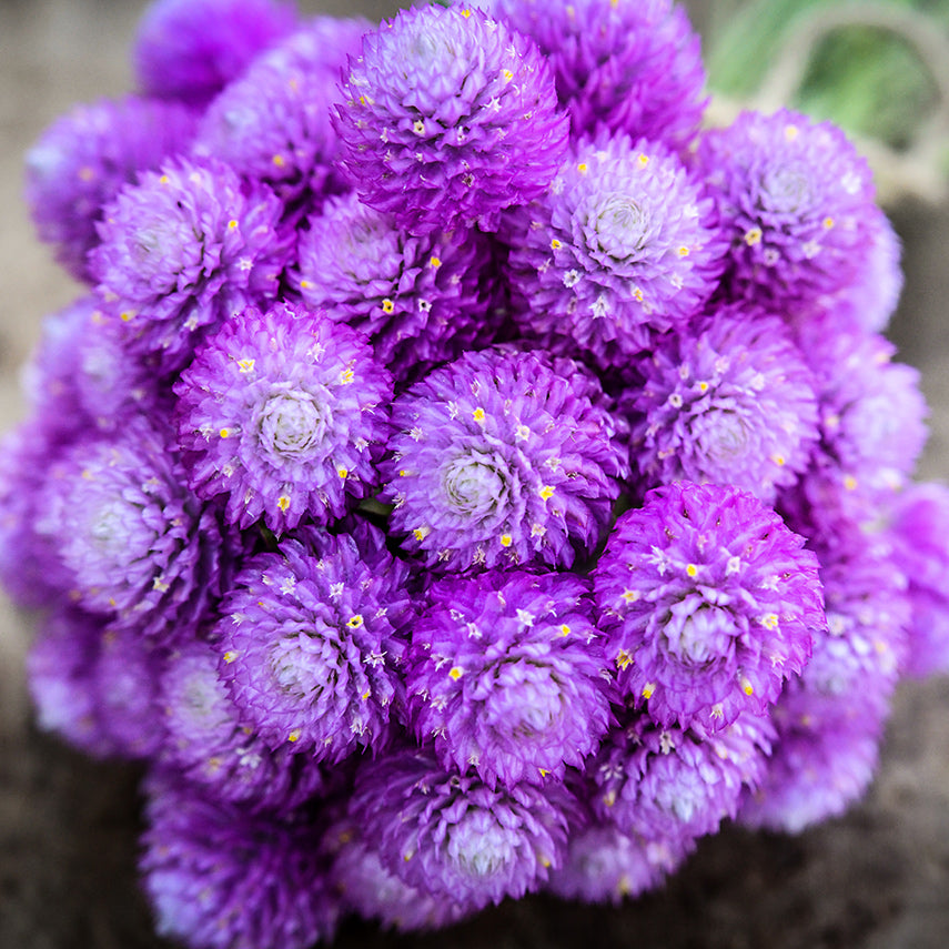 A close-up view of Lavender Lady Gomphrena flower bouquet on a wooden background.