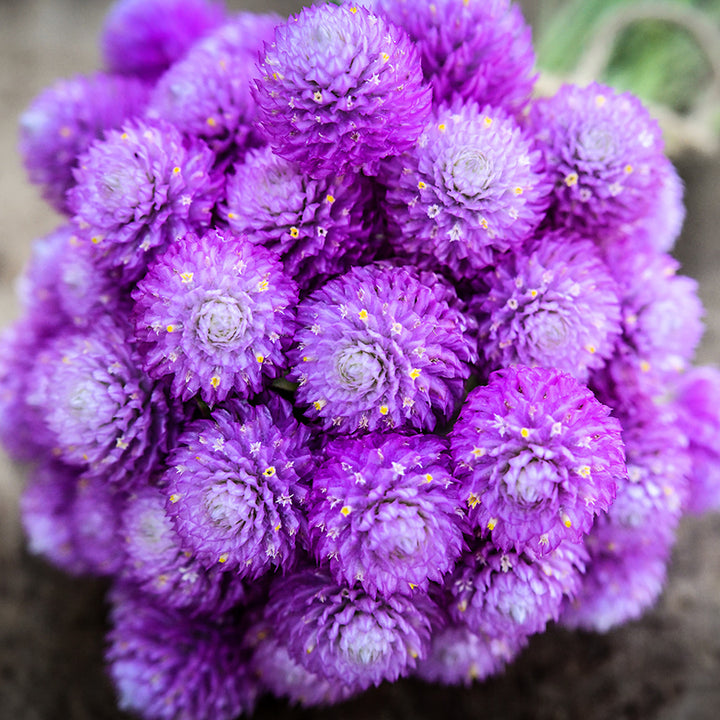A close-up view of Lavender Lady Gomphrena flower bouquet on a wooden background.