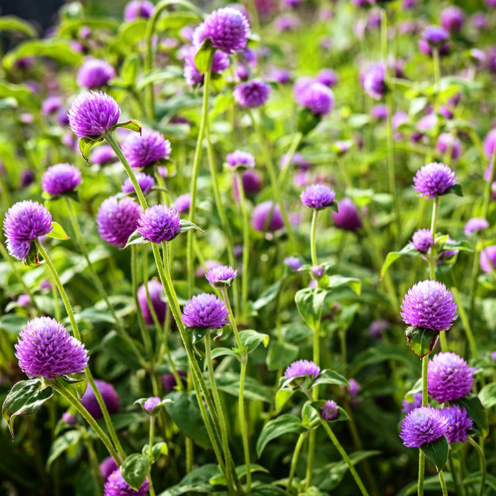 Lavender Lady Gomphrena backlit by the diffuse morning light in the trial gardens at Baker Creek.