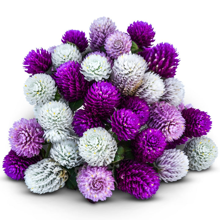 Globosa Mixed Gomphrena on a white background.