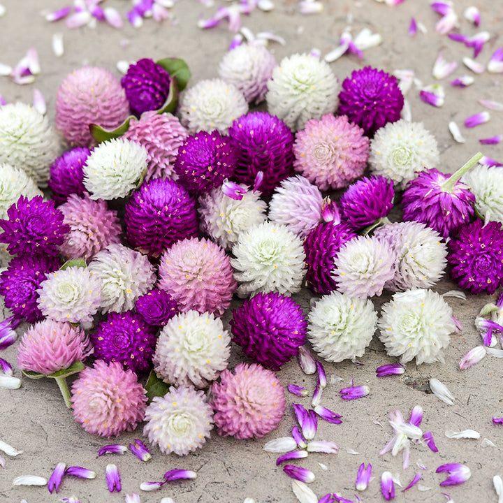 Globosa Mixed Gomphrena loose bouquet on wooden background