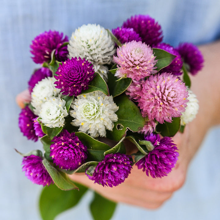 Gomphrena Seeds, Globosa Mixed