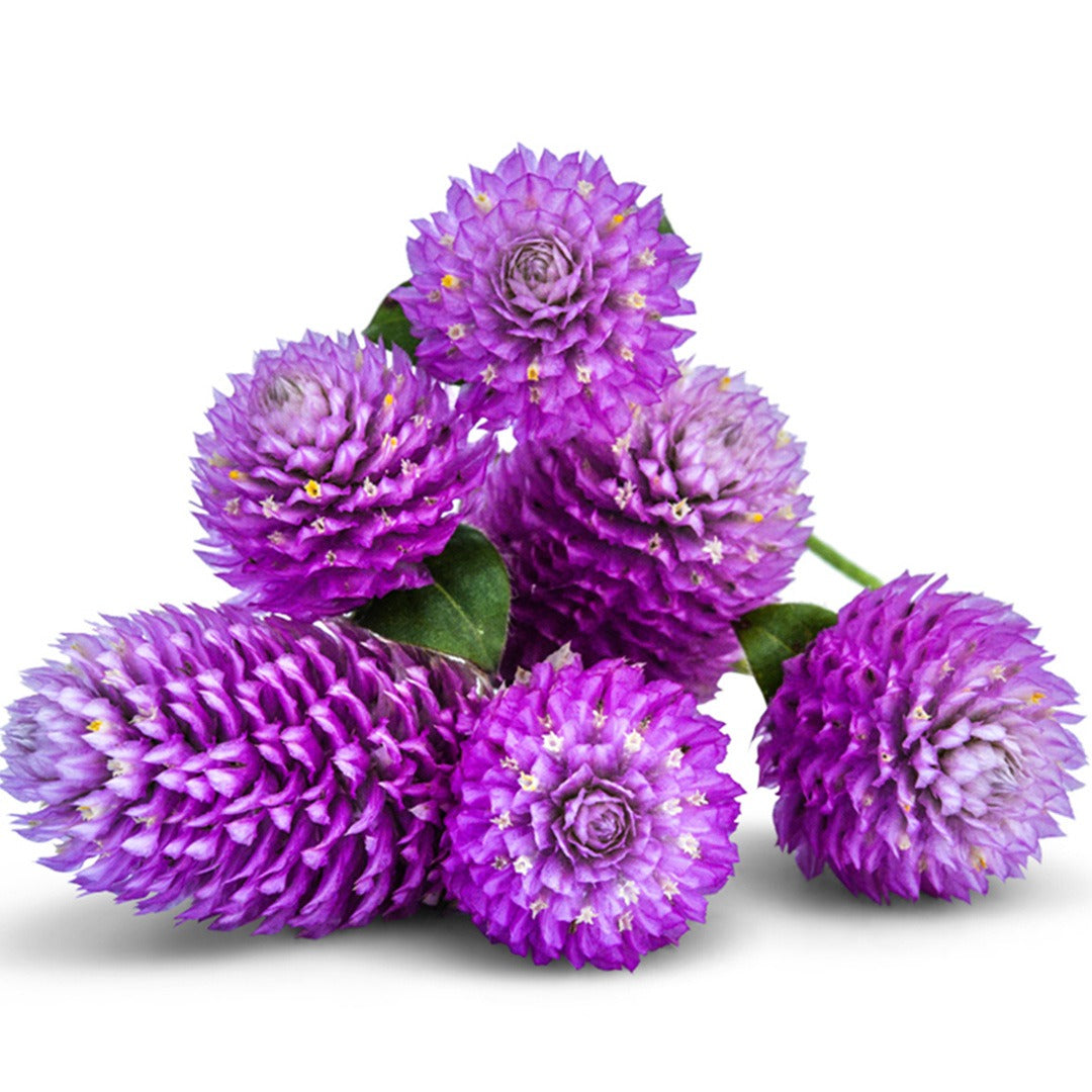 Small bouquet of Lavender Lady Gomphrena on a white background.