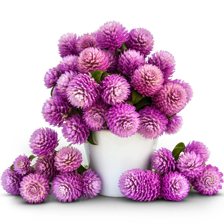 Bouquet of Salmon Pastel Gomphrena in a white vase on a white background.
