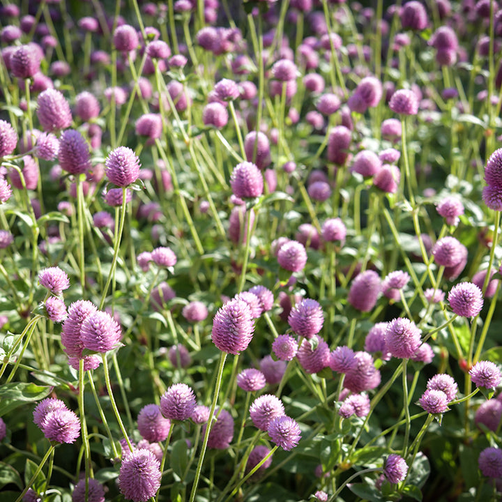 Salmon Pastel Gomphrena flowers bloom profusely in the Baker Creek gardens.