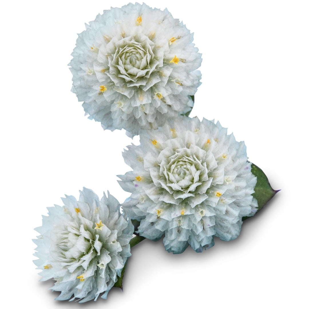 Trio of Snow White Gomphrena blooms on a white background.
