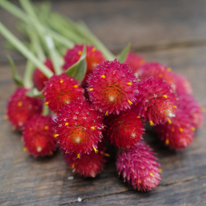 Strawberry Fields Gomphrena bouquet close up on wooden background