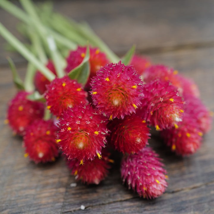 Strawberry Fields Gomphrena bouquet close up on wooden background