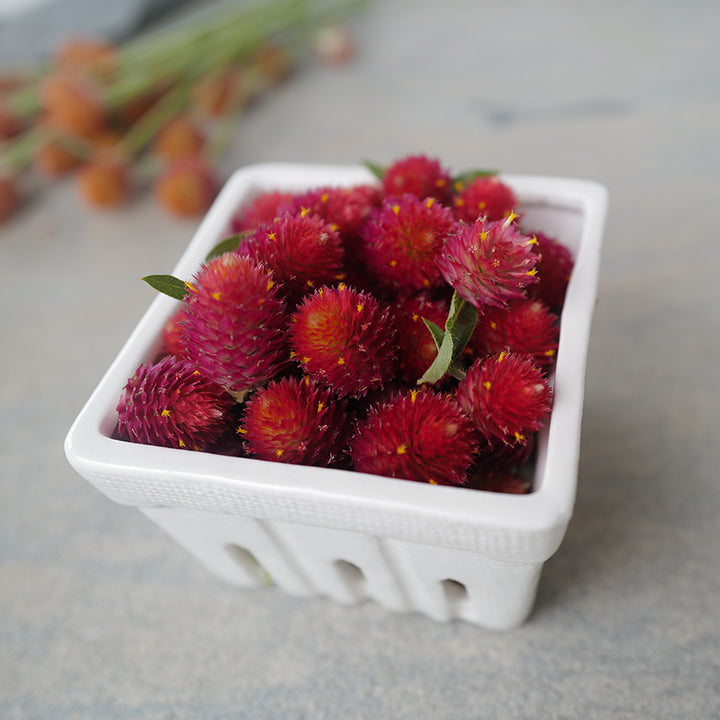 Strawberry Fields Gomphrena in ceramic berry container.