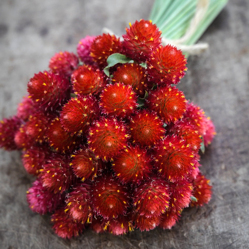 Strawberry Fields Gomphrena tied bouquet close up on wooden background
