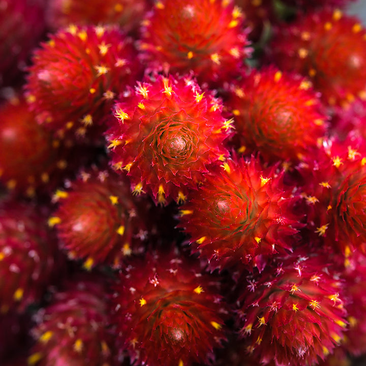 Strawberry Fields Gomphrena tied bouquet close up.