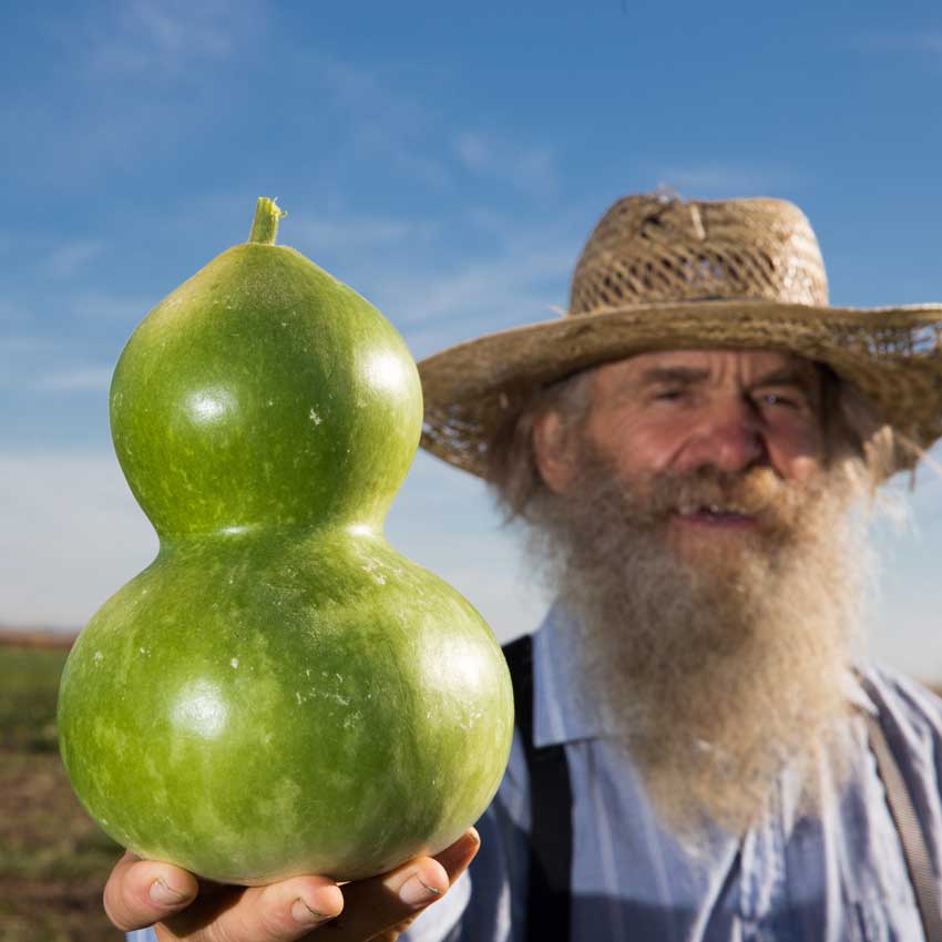 Birdhouse Gourd held by a gardener in the field.