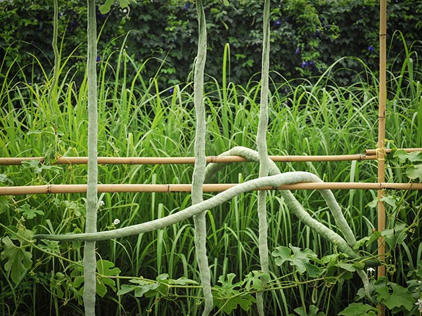 Snake Bean Seeds, Chinese Python