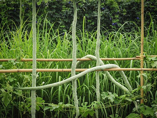 Snake Bean Seeds, Chinese Python