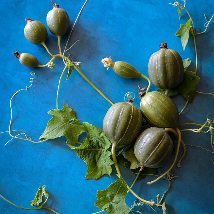 Cluster Ridge Luffa Gourds at the green stage with vines on a blue background.