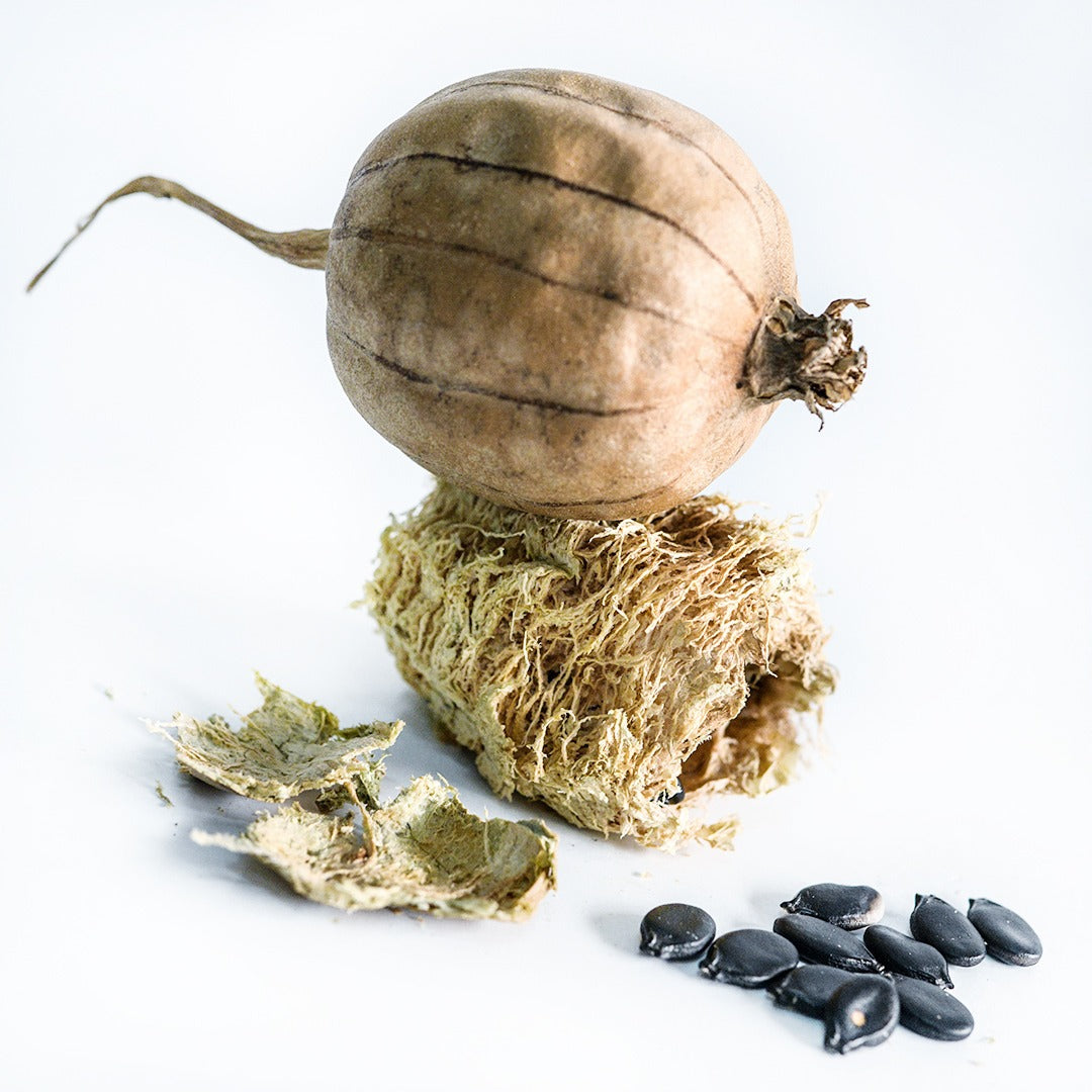 One peeled and one dried whole Cluster Ridge Luffa Gourds with seeds on a white background.