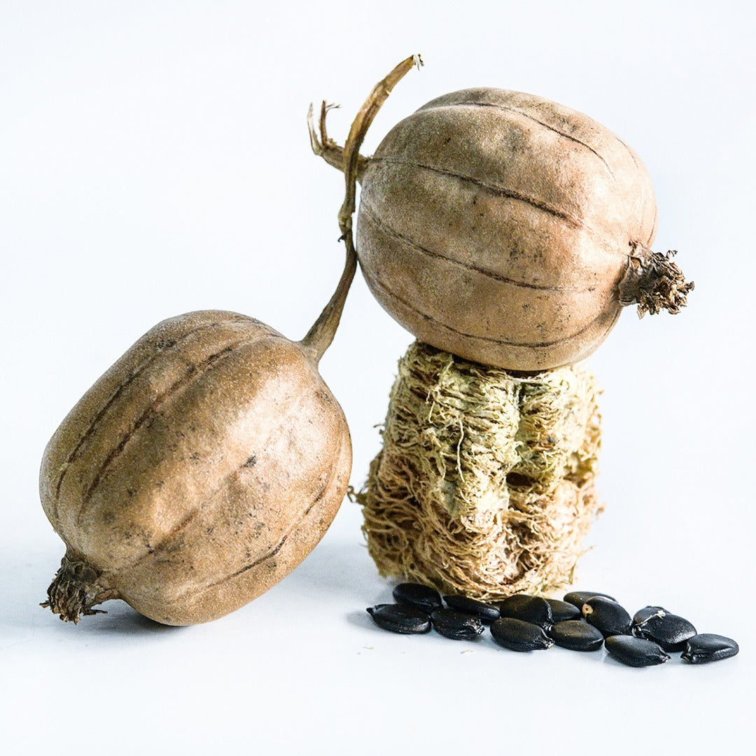 Dried and peeled Cluster Ridge Luffa Gourds with seeds on a white background.