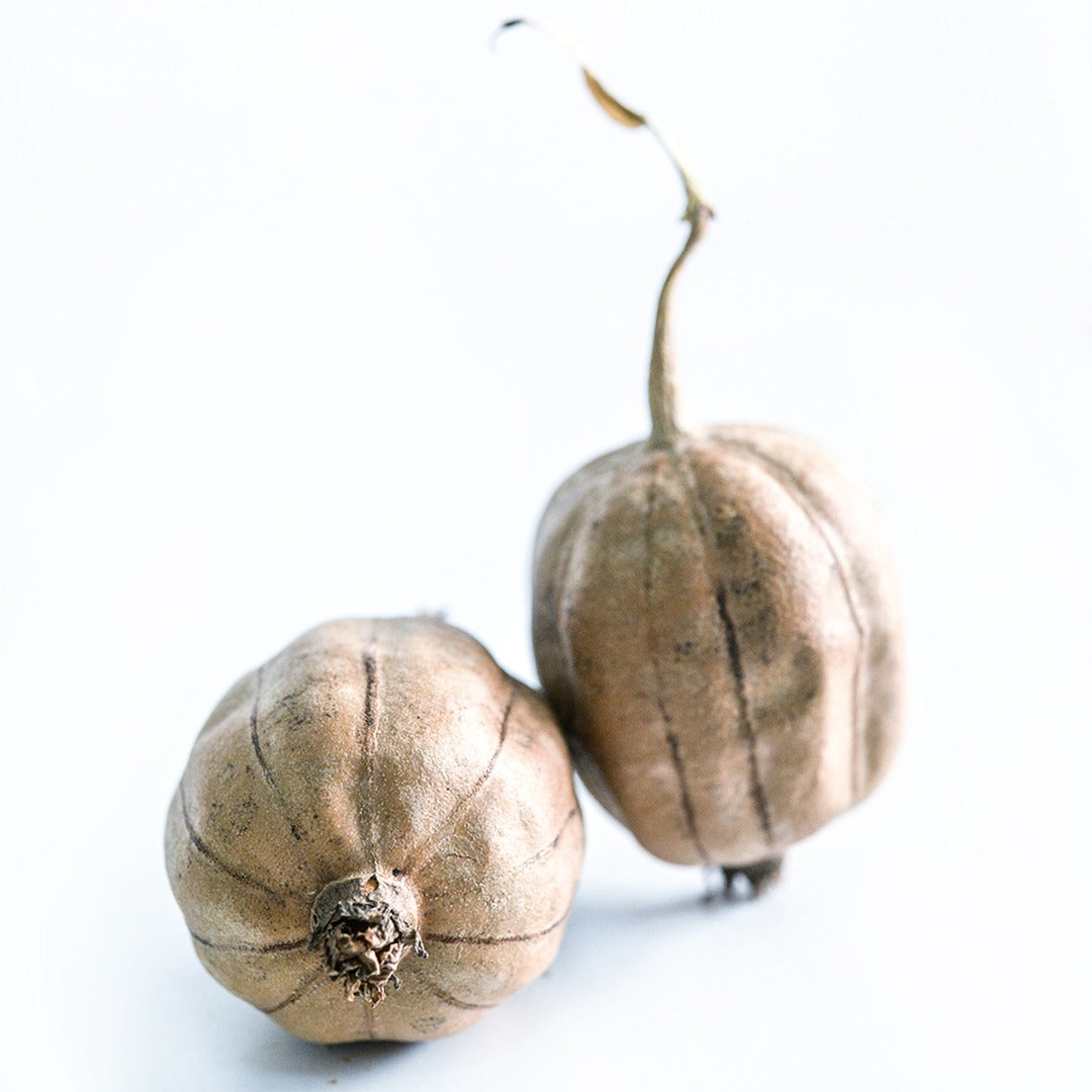 A pair of Cluster Ridge Luffa Gourds on a white background.
