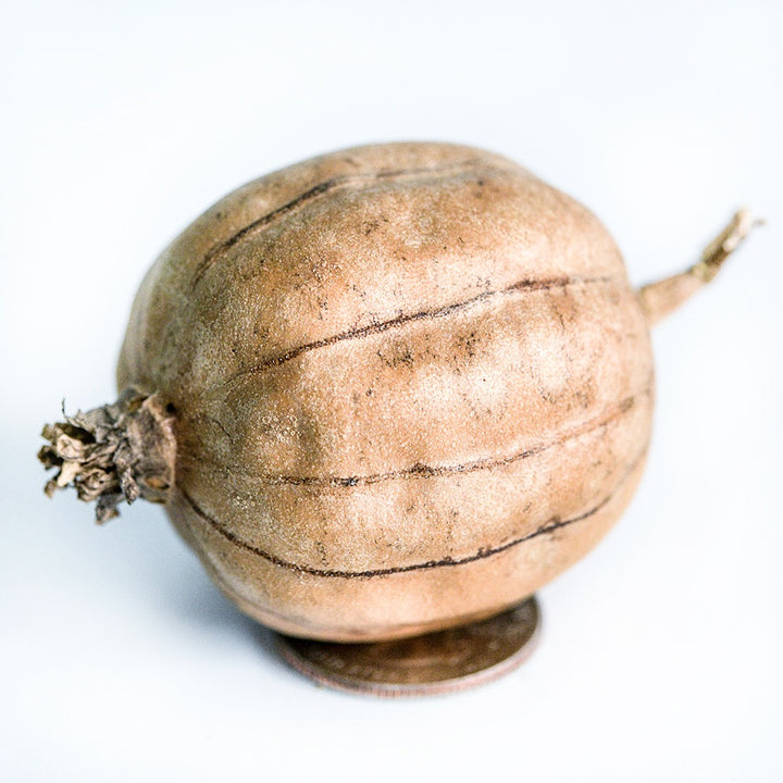 A single Cluster Ridge Luffa Gourd resting on a quarter on a white background.