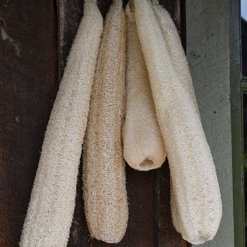 Dried Dishcloth or Luffa Gourd hanging on a wooden wall.