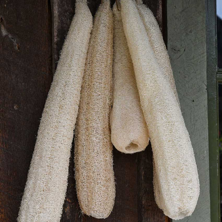 Dried Dishcloth or Luffa Gourd hanging on a wooden wall.