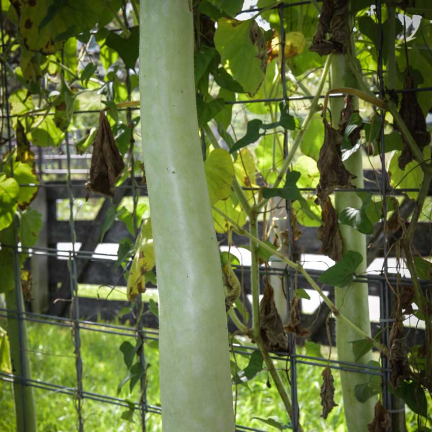 Close-up of a Cucuzzi, Serpente di Sicilia Edible Gourd hanging by a trellis.