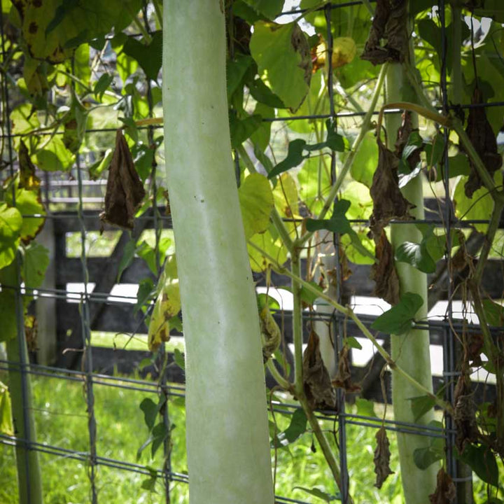 Close-up of a Cucuzzi, Serpente di Sicilia Edible Gourd hanging by a trellis.