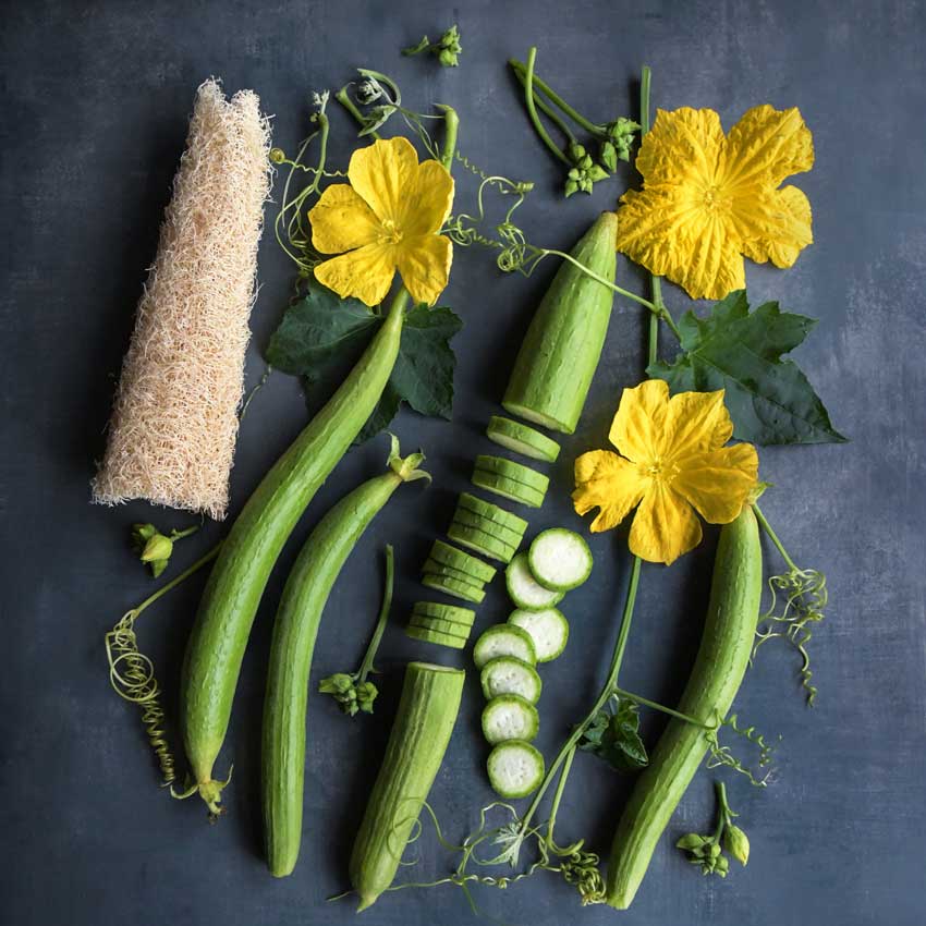 Dishcloth or Luffa Gourd in various stages on a dark blue background.