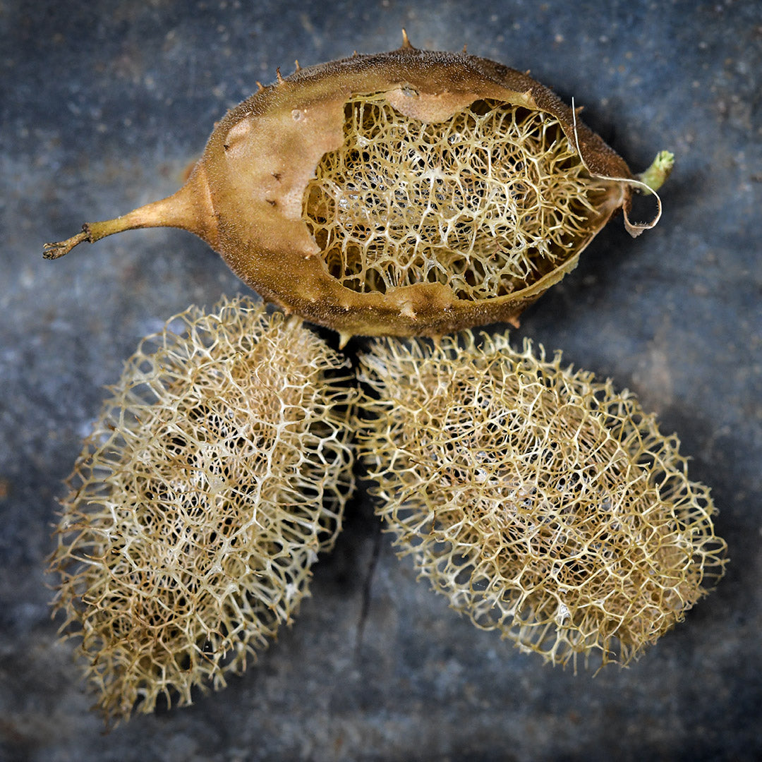 A trio of peeled and partially peeled Tiny Wild Luffa Gourds on a dark grey metal background.
