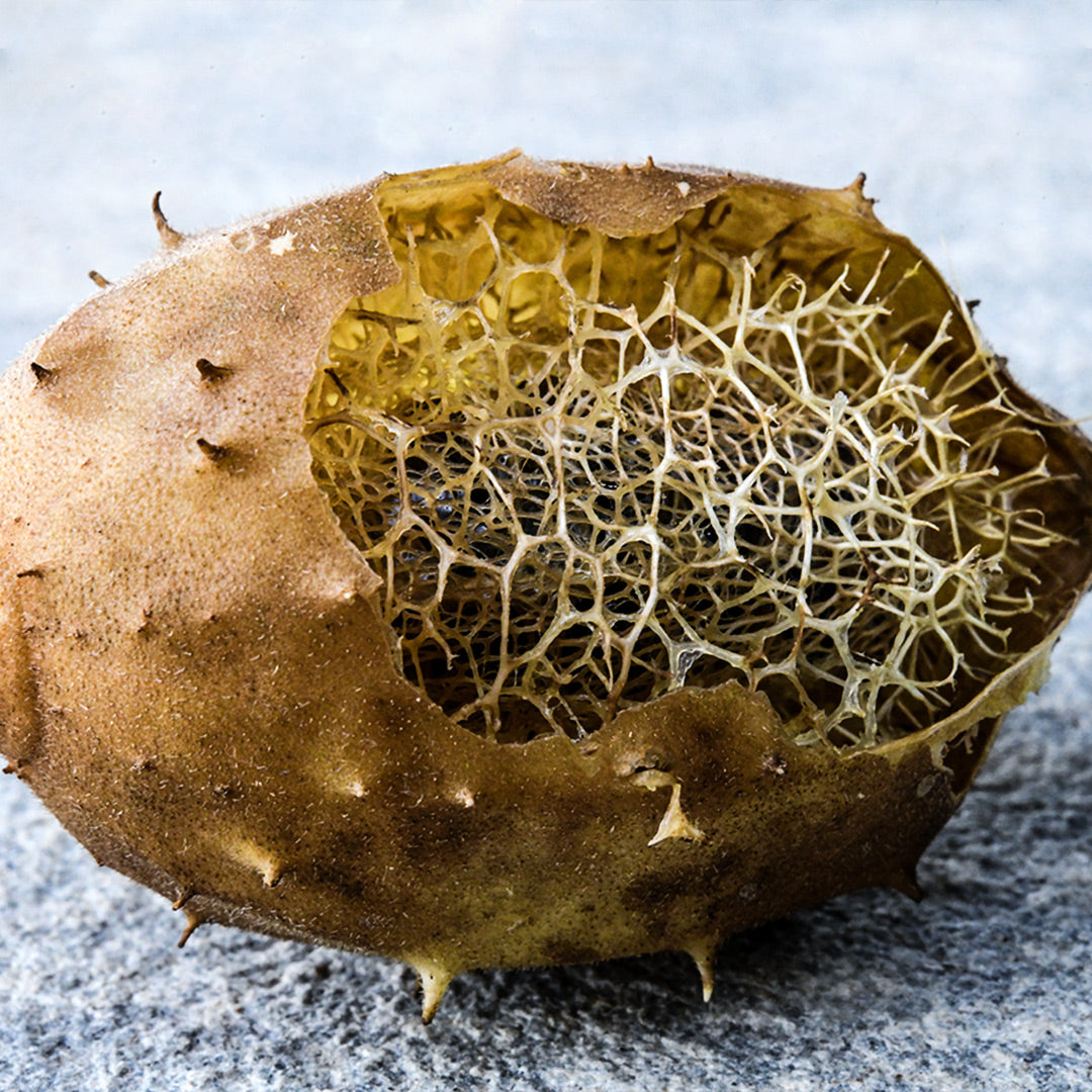 A partially pealed Tiny Wild Luffa Gourd showing the inside luffa sponge on a stone background.