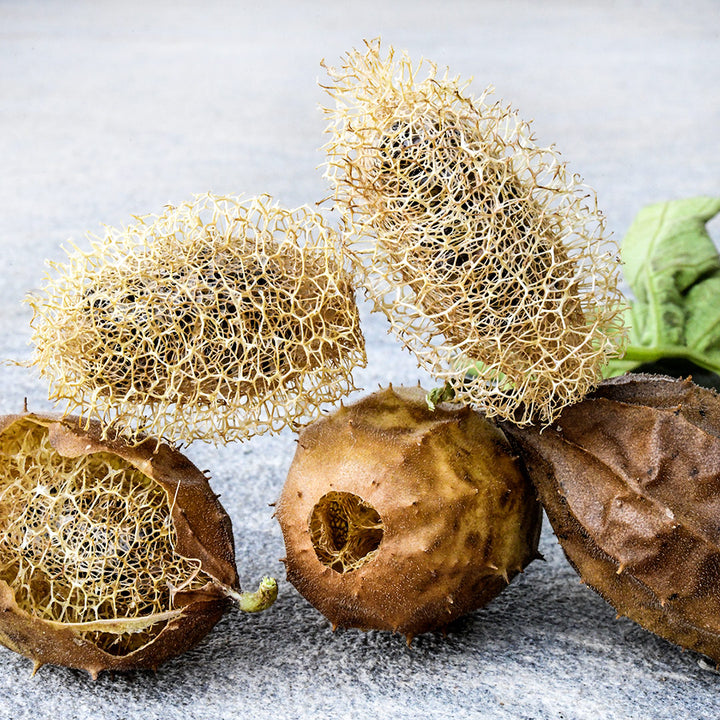 A close-up of several Tiny Wild Luffa Gourds on a stone background.