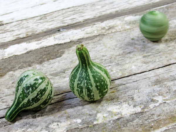 Gourd Seeds, Tennessee Dancing or Spinning