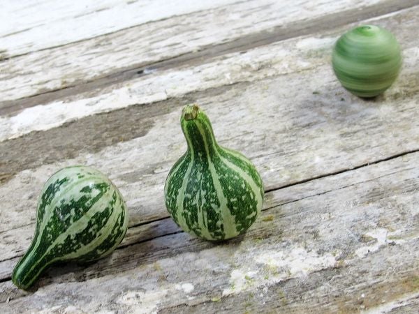 Gourd Seeds, Tennessee Dancing or Spinning