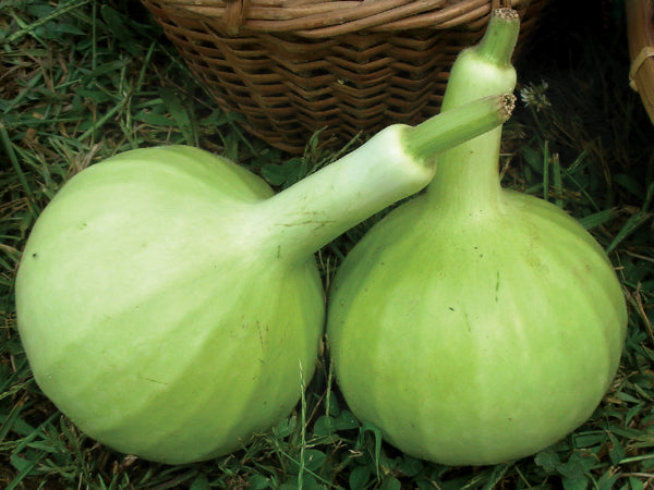 Gourd Seeds, Thai Bottle (round)