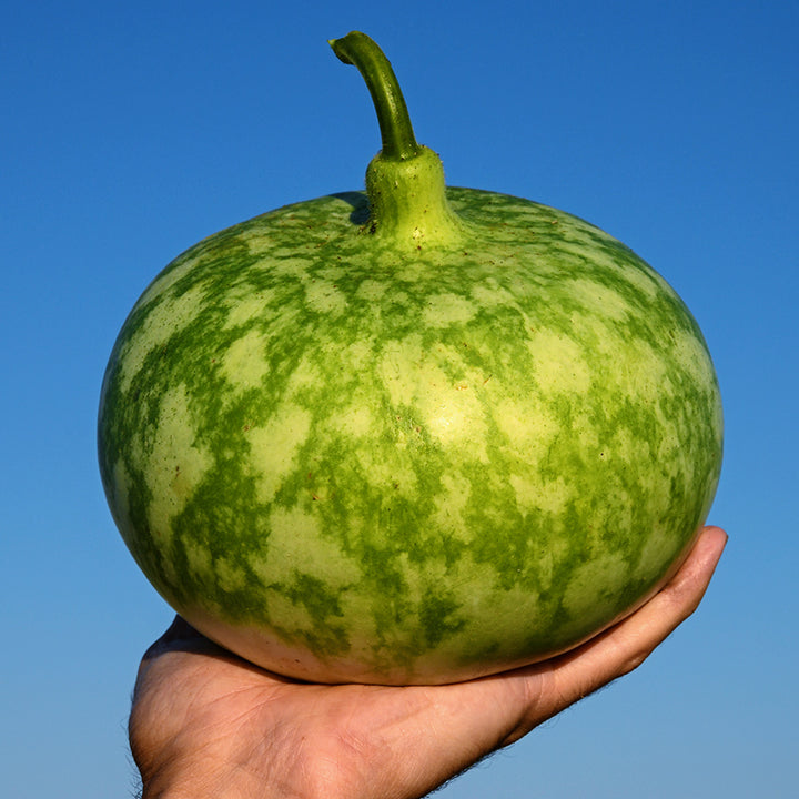 Hand holding up a freshly plucked Peru Sugar Bowl Gourd against the deep blue sky in California.