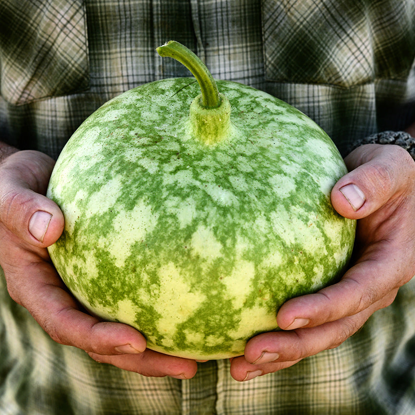 A gardener wearing a green plaid shirt holding a Peru Sugar Bowl Gourd at the Baker Creek trial farm in California.