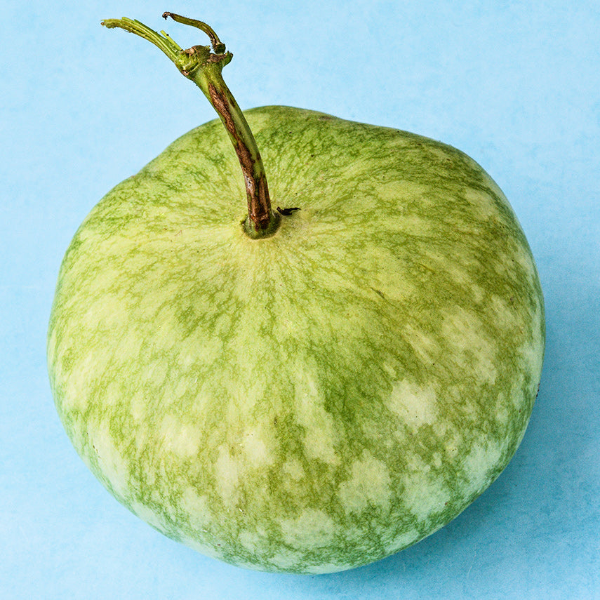 A single Peru Sugar Bowl Gourd on a light blue background
