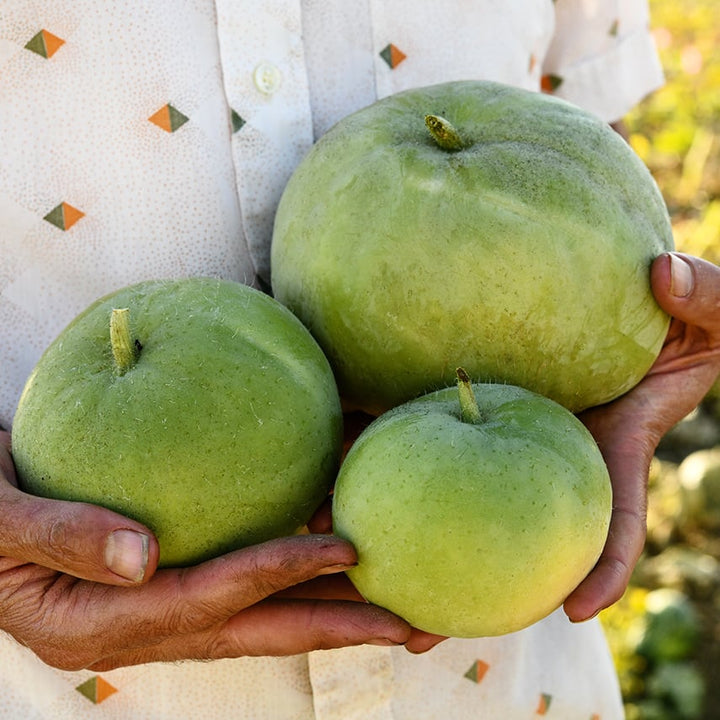 Gardener holding three freshly picked Tinda Gourds at the Baker Creek Trial farm in California.