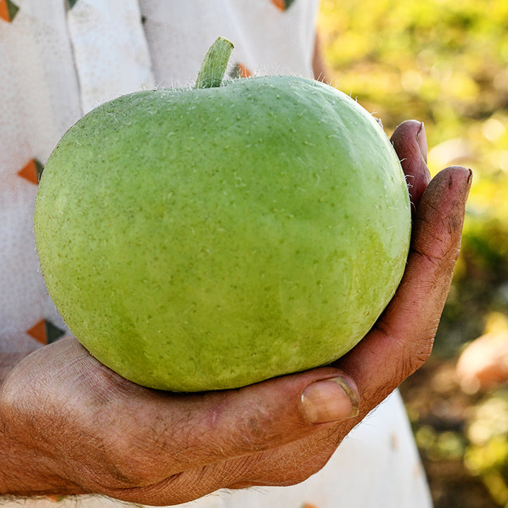 A gardener holding a single Tinda Gourd in the fields in Northern California.
