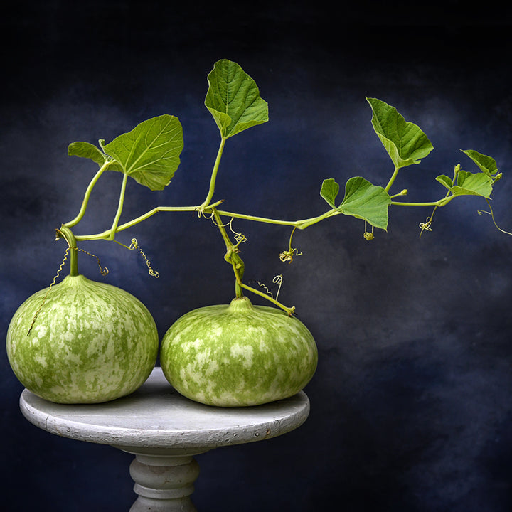 A pair of Peru Sugar Bowl Gourds still attached to the vines with foliage against a deep blue grey background.