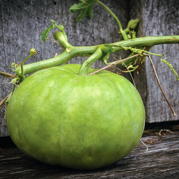 A single Tinda Gourd on a weathered wooden background.